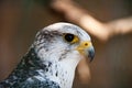 Gyrfalcon or Falco Rusticolus Royalty Free Stock Photo