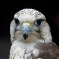 Gyrfalcon - falco rusticolus