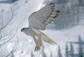 GYRFALCON falco rusticolus, ADULT IN FLIGHT, CANADA Royalty Free Stock Photo