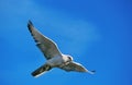 GYRFALCON falco rusticolus, ADULT IN FLIGHT, CANADA Royalty Free Stock Photo