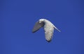 GYRFALCON falco rusticolus, ADULT IN FLIGHT, CANADA Royalty Free Stock Photo