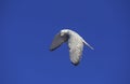 GYRFALCON falco rusticolus, ADULT IN FLIGHT, CANADA