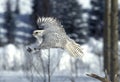 GYRFALCON falco rusticolus, ADULT IN FLIGHT, CANADA Royalty Free Stock Photo