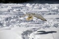Gyrfalcon, falco rusticolus, Adult in Flight, Canada Royalty Free Stock Photo