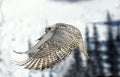 Gyrfalcon, falco rusticolus, Adult in Flight, Canada Royalty Free Stock Photo