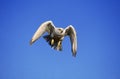 Gyrfalcon, falco rusticolus, Adult in Flight, Canada Royalty Free Stock Photo