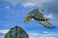 GYRFALCON falco rusticolus, ADULT TAKING OFF FROM ROCK, CANADA