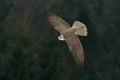 Gyrfalcon, Falco rusticolus, bird of prey fly. Flying rare bird with white head. Forest in cold winter, animal in nature habitat,