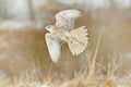 Gyrfalcon, Falco rusticolus, bird of prey fly. Flying rare bird with white head. Forest in cold winter, animal in nature habitat,