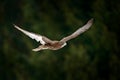 Gyrfalcon, Falco rusticolus, bird of prey fly. Flying rare bird with white head. Forest in cold winter, animal in nature habitat, Royalty Free Stock Photo