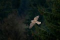 Gyrfalcon, Falco rusticolus, bird of prey fly. Flying rare bird with white head. Forest in cold winter, animal in nature habitat, Royalty Free Stock Photo