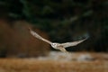 Gyrfalcon, Falco rusticolus, bird of prey fly. Flying rare bird with white head. Forest in cold winter, animal in nature habitat, Royalty Free Stock Photo