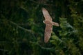 Gyrfalcon, Falco rusticolus, bird of prey fly. Flying rare bird with white head. Forest in cold winter, animal in nature habitat,