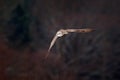 Gyrfalcon, Falco rusticolus, bird of prey fly. Flying rare bird with white head. Forest in cold winter, animal in nature habitat, Royalty Free Stock Photo