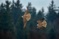 Gyrfalcon, Falco rusticolus, bird of prey fly. Flying rare bird with white head. Forest in cold winter, animal in nature habitat, Royalty Free Stock Photo