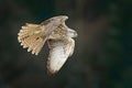 Gyrfalcon, Falco rusticolus, bird of prey fly. Flying rare bird with white head. Forest in cold winter, animal in nature habitat,