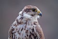 Gyrfalcon, Falco rusticolus, bird of prey fly. Flying rare bird with white head. Forest in cold winter, animal in nature habitat, Royalty Free Stock Photo