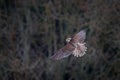 Gyrfalcon, Falco rusticolus, bird of prey fly. Flying rare bird with white head. Forest in cold winter, animal in nature habitat, Royalty Free Stock Photo