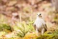 The Gyrfalcon Falco rusticolus Royalty Free Stock Photo