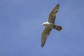 Gyrfalcon Falco rusticolus