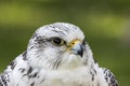 Gyrfalcon Falco rusticolus