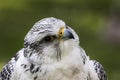 Gyrfalcon Falco rusticolus