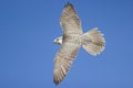 Gyrfalcon Falco rusticolus