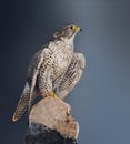 Gyrfalcon, Falco rusticolus, perched on a rock