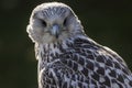 Gyrfalcon Falco rusticolus