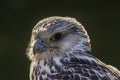 Gyrfalcon Falco rusticolus