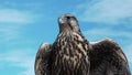 Gyrfalcon Falco Rusticolus.