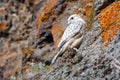 Gyrfalcon (Falco rusticolus). A young falcon is sitting on a rock.