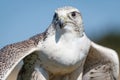 Gyrfalcon Flexing Royalty Free Stock Photo