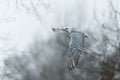 Gyrfalcon flying in the Netherlands