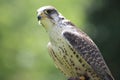 Gyrfalcon