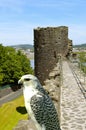 Gyrfalcon Latin name Falco rusticolus