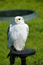 Gyrfalcon