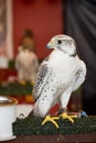 Gyrfalcon perching on stand during falconry display Royalty Free Stock Photo