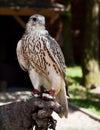 Gyrfalcon Sitting on Falconer's Glove