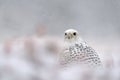 Gyrfalcon on snowy winter Royalty Free Stock Photo