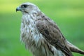 Gyrfalcon