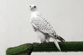 Gyrfalcon white falcon bird of prey