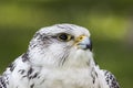 Gyrfalcon Falco rusticolus