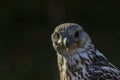 Gyrfalcon Falco rusticolus