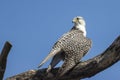 Gyrfalcon Falco rusticolus