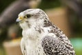 Gyrfalcon Falco rusticolus