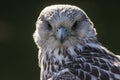 Gyrfalcon Falco rusticolus