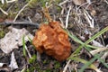 Gyromitra. Conditionally edible mushroom. Requires mandatory heat treatment. Royalty Free Stock Photo