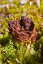 Gyromitra esculenta