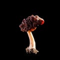 Gyromitra esculenta or Brain Mushroom with Ascospores